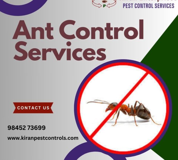 Ant Control Services in Bangalore | Protect Your Home